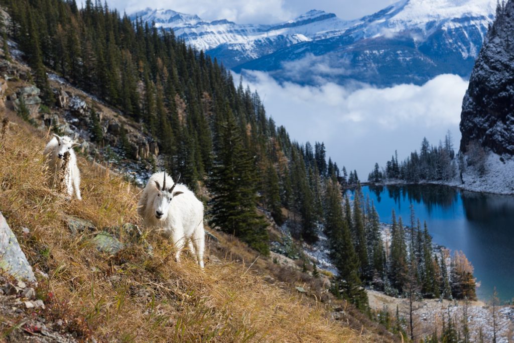 Goats above Lake Agnes, just below Goat Pass.