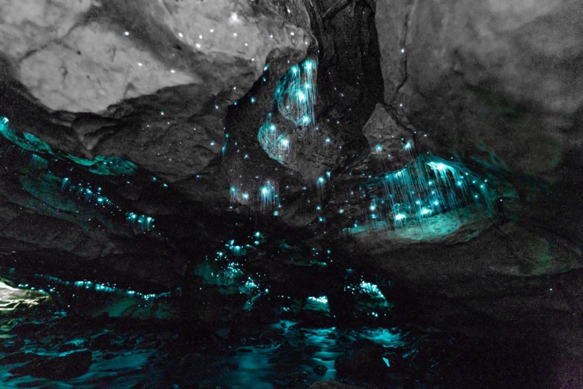 How to Photograph New Zealand’s Endemic Glowworms